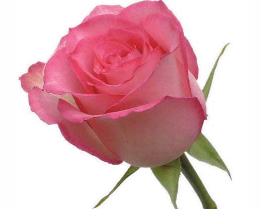 Rose Sweet Unique